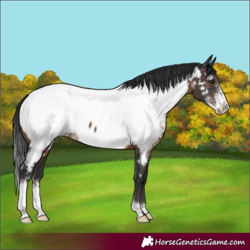 Horse Color:Brown Sabino Appaloosa Rabicano 