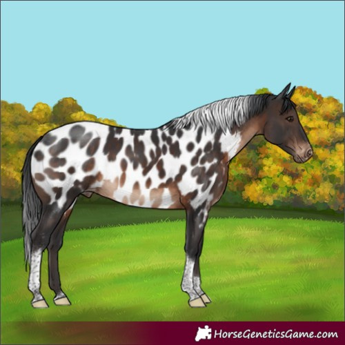 Horse Color:Brown Tobiano Appaloosa Rabicano 