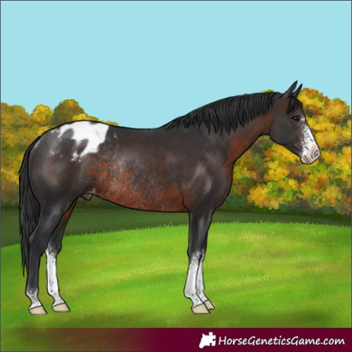 Horse Color:Brown Sabino Appaloosa Rabicano 