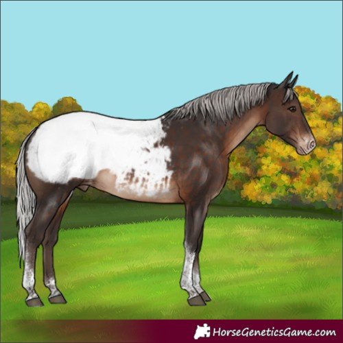 Horse Color:Silver Brown Sabino Tobiano Appaloosa Rabicano