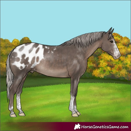 Horse Color:Silver Black Sabino Tobiano Appaloosa Rabicano