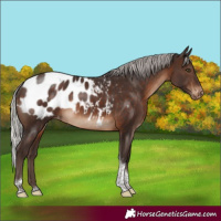 Horse Color:Silver Brown Tobiano Appaloosa Rabicano 