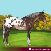 Horse Color:Silver Brown Tobiano Blanket Rabicano 