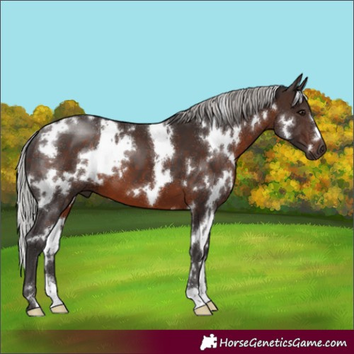 Horse Color:White Spotted Silver Brown 