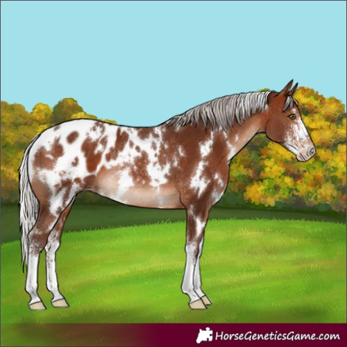 Horse Color:White Spotted Silver Brown Sabino Appaloosa Rabicano