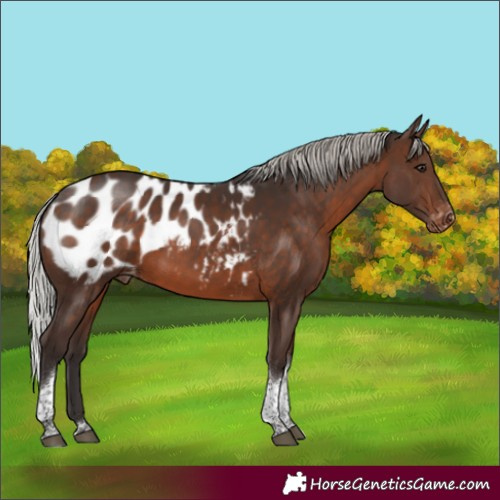 Horse Color:Silver Brown Tobiano Appaloosa 