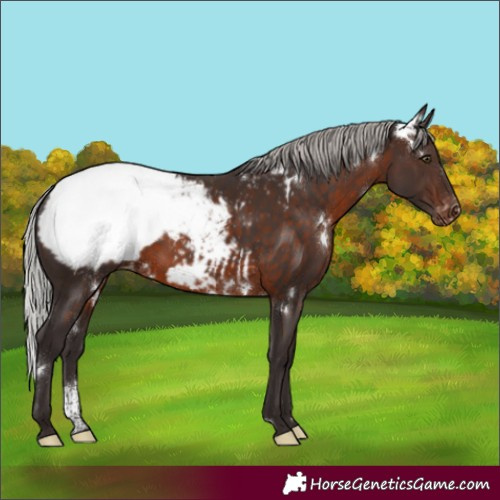 Horse Color:White Spotted Silver Brown Sabino Appaloosa Rabicano 