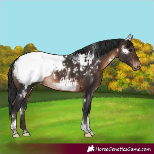 Horse Color:White Spotted Brown Tobiano Appaloosa Rabicano 