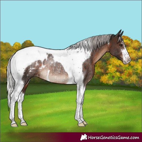 Horse Color:Silver Brown Tobiano Appaloosa Rabicano