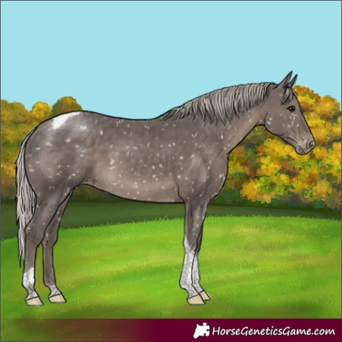 Horse Color:Silver Black Tobiano Appaloosa