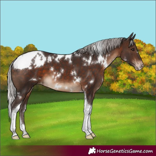 Horse Color:White Spotted Silver Brown Tobiano Appaloosa 