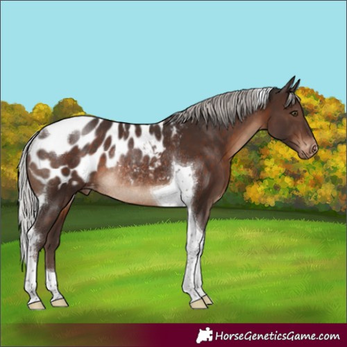 Horse Color:Silver Brown Tobiano Appaloosa Rabicano