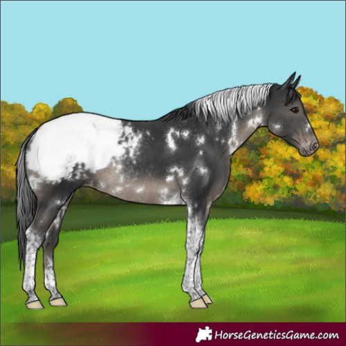 Horse Color:White Spotted Black Tobiano Appaloosa Rabicano 