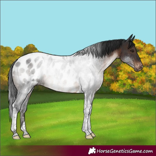 Horse Color:Brown Tobiano Appaloosa Rabicano 