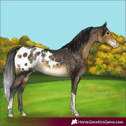 Horse Color:Buckskin Tobiano Appaloosa