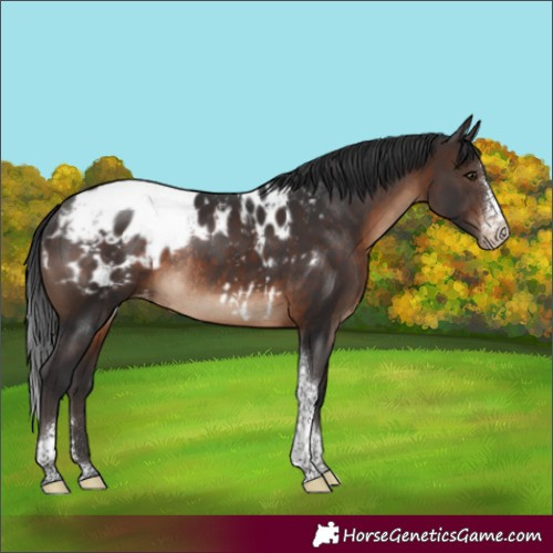 Horse Color:Brown Sabino Tobiano Appaloosa Rabicano