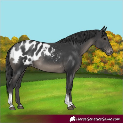 Horse Color:Black Tobiano Appaloosa 