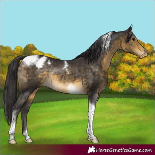 Horse Color:Buckskin Tobiano Appaloosa Rabicano 