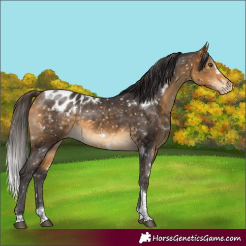 Horse Color:White Spotted Buckskin Tobiano Appaloosa Rabicano