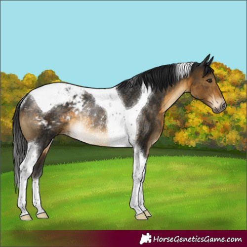 Horse Color:Gray Buckskin Tobiano Appaloosa Rabicano