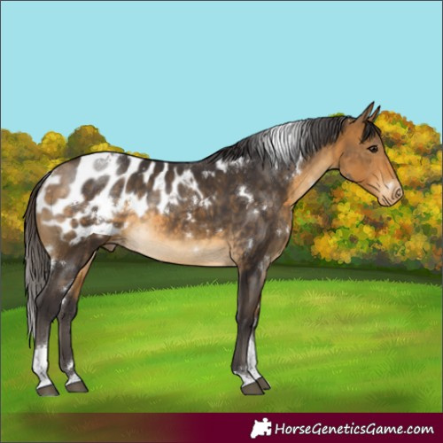 Horse Color:White Spotted Buckskin Tobiano Appaloosa Rabicano 