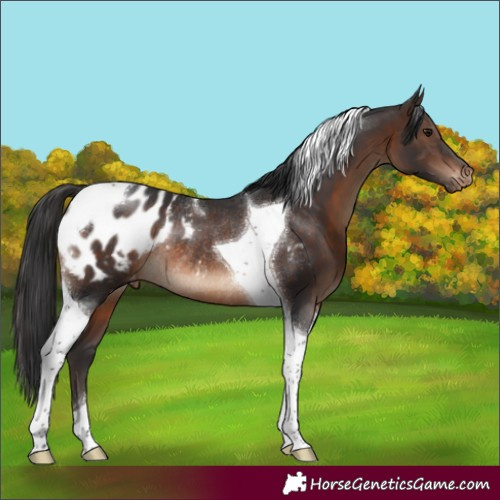 Horse Color:Brown Tobiano Appaloosa Rabicano 