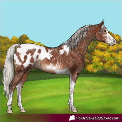 Horse Color:Silver Black Sabino Tobiano Appaloosa Rabicano