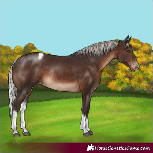 Horse Color:Silver Brown Sabino Tobiano Appaloosa Rabicano