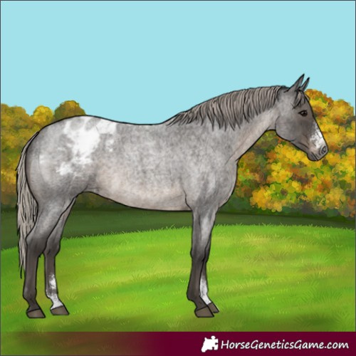 Horse Color:Gray Silver Blue Roan Sabino Appaloosa Rabicano 