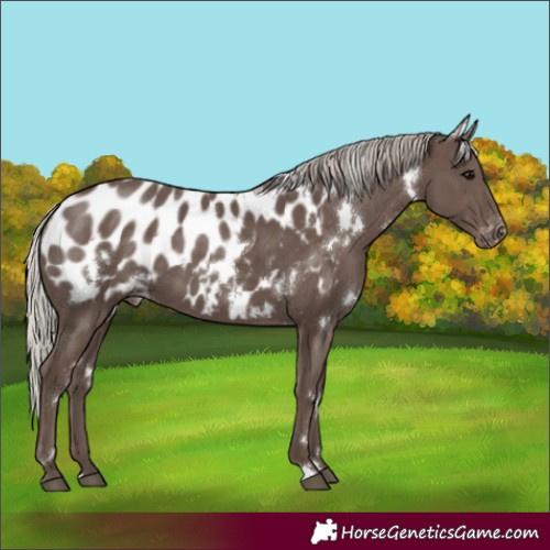 Horse Color:White Spotted Silver Black Appaloosa 