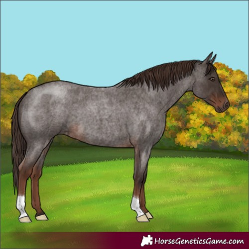 Horse Color:Liver Red Roan 