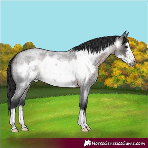 Horse Color:Brown Roan Frame 