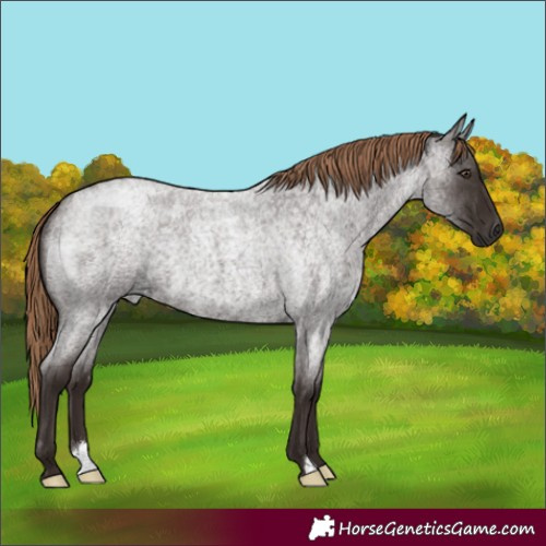 Horse Color:Liver Red Roan