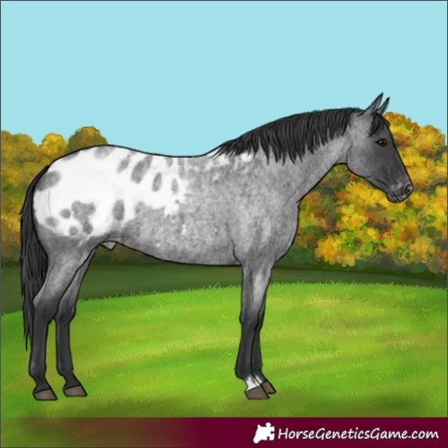 Horse Color:Blue Roan Appaloosa