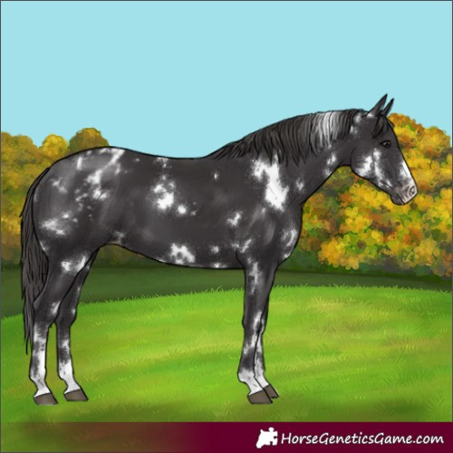 Horse Color:White Spotted Smoky Black Appaloosa 