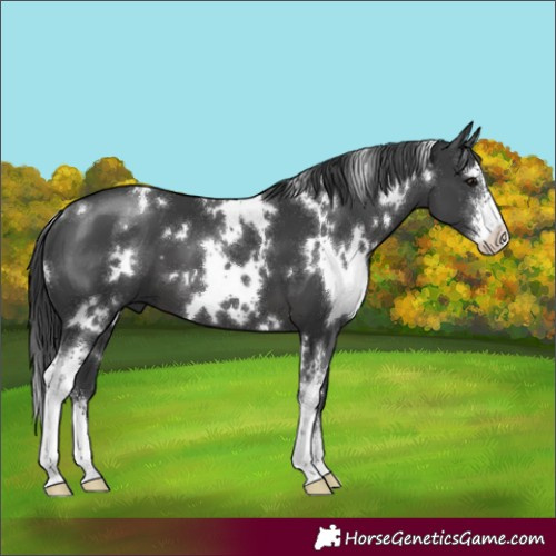 Horse Color:White Spotted Black Sabino