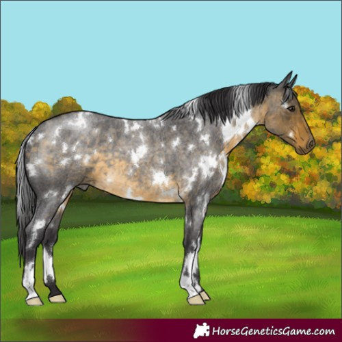 Horse Color:White Spotted Buckskin Roan 