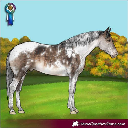 Horse Color:White Spotted Brown Dun Tobiano Appaloosa Brindle