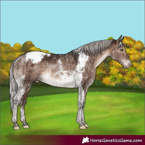Horse Color:Silver Brown Dun Mushroom Tobiano Appaloosa Rabicano Brindle 