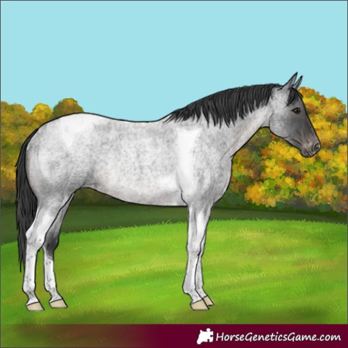 Horse Color:Blue Roan Tobiano Appaloosa Rabicano 