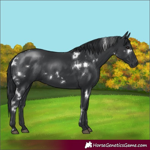 Horse Color:White Spotted Black
