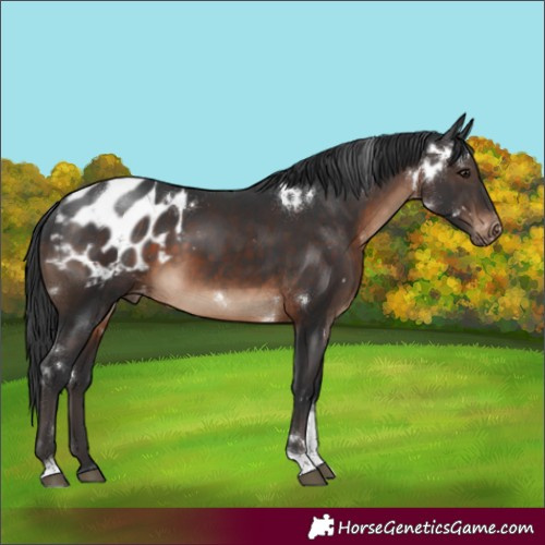 Horse Color:White Spotted Brown Tobiano Appaloosa Rabicano 