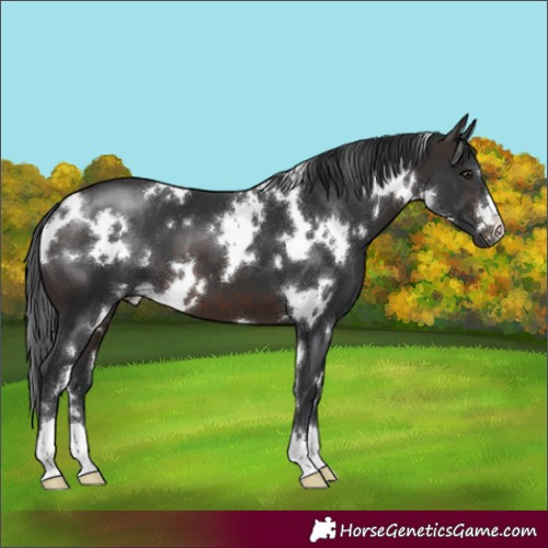 Horse Color:White Spotted Brown