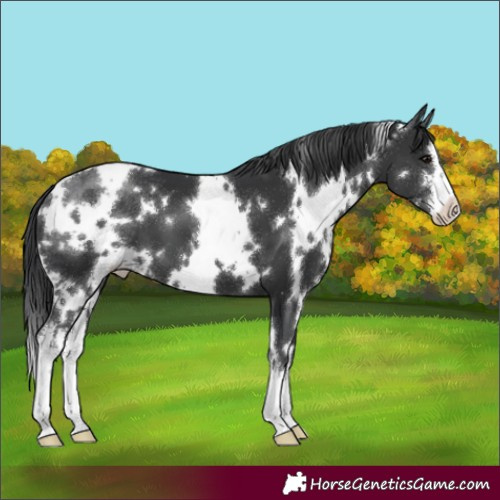 Horse Color:White Spotted Black 
