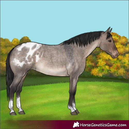 Horse Color:Brown Roan Dun Tobiano Appaloosa