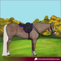 Horse Color:Silver Black 