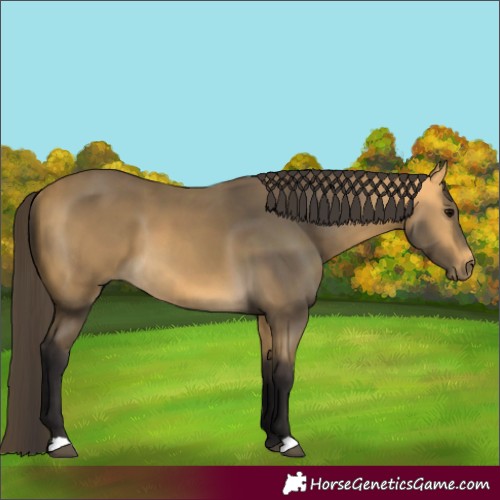 Horse Color:Buckskin