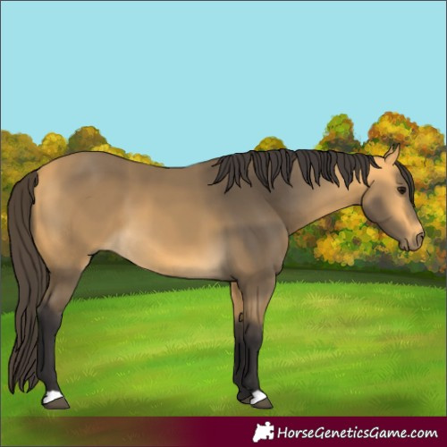 Horse Color:Buckskin