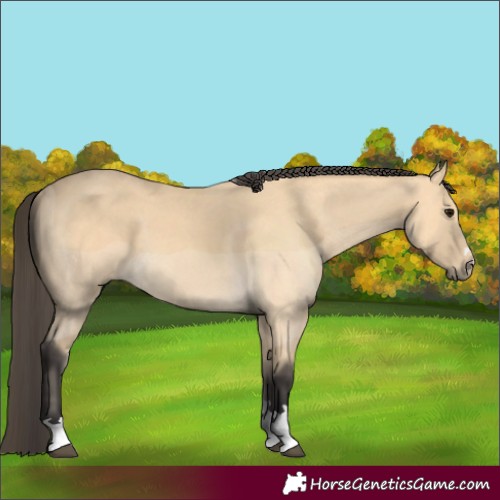 Horse Color:Buckskin 