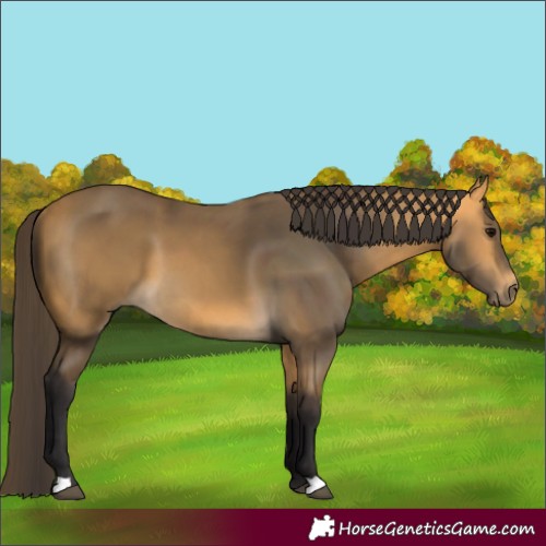 Horse Color:Buckskin